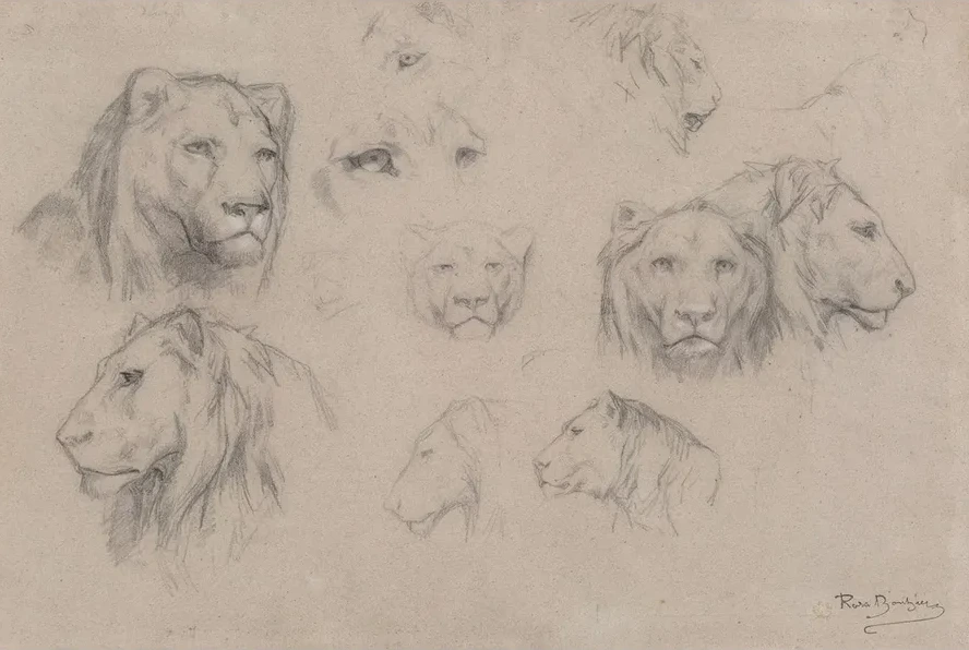 Study of Heads of Lions and Lionesses