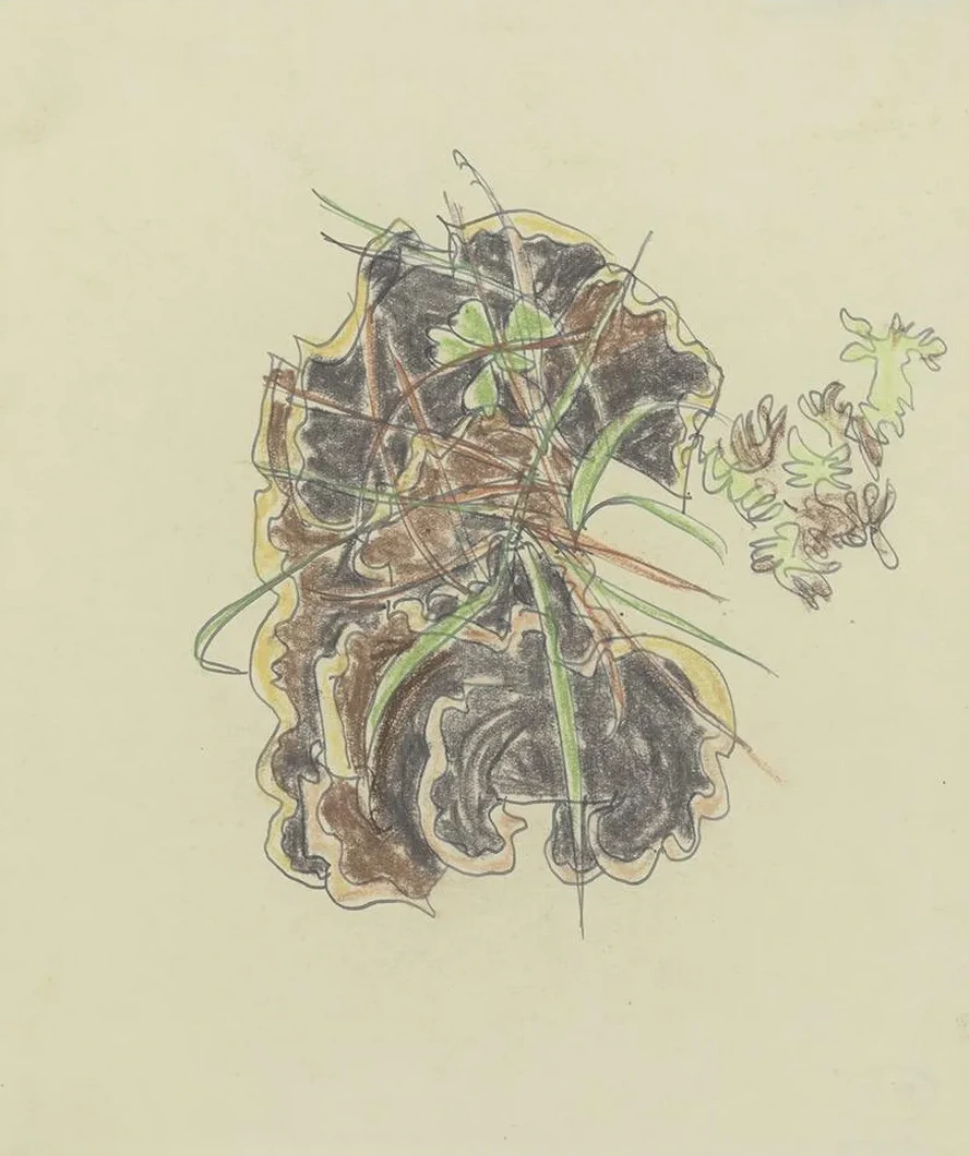Study of Plants