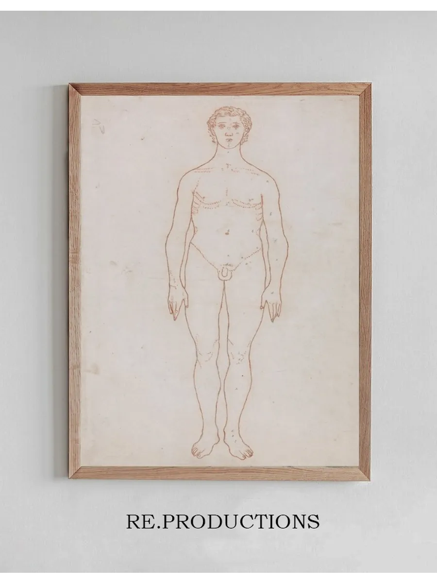 Study of the Human Figure, Anterior View