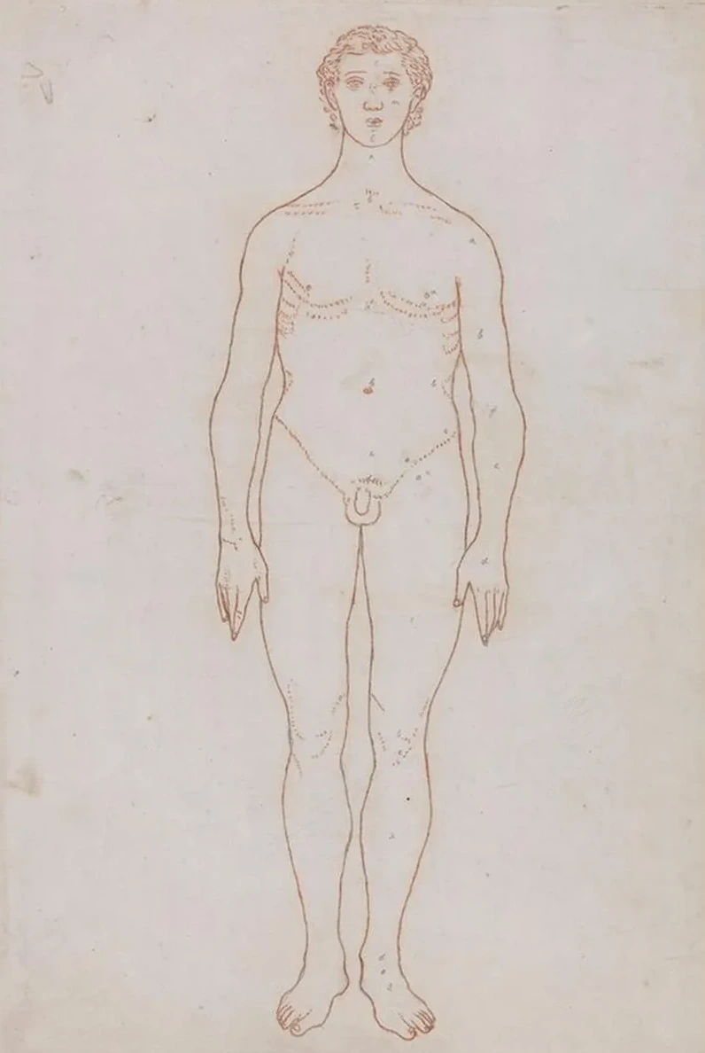 Study of the Human Figure, Anterior View