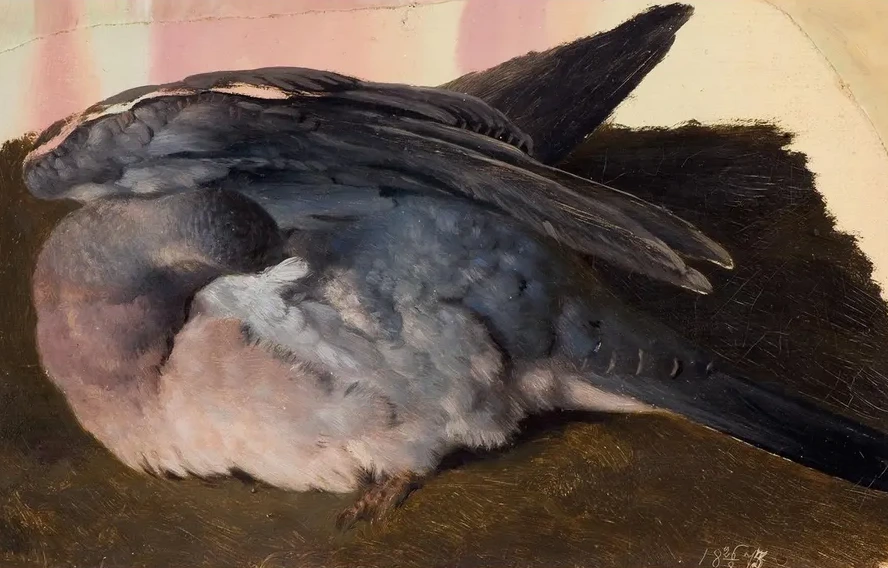 Study of the Sleeping Wood Pigeon