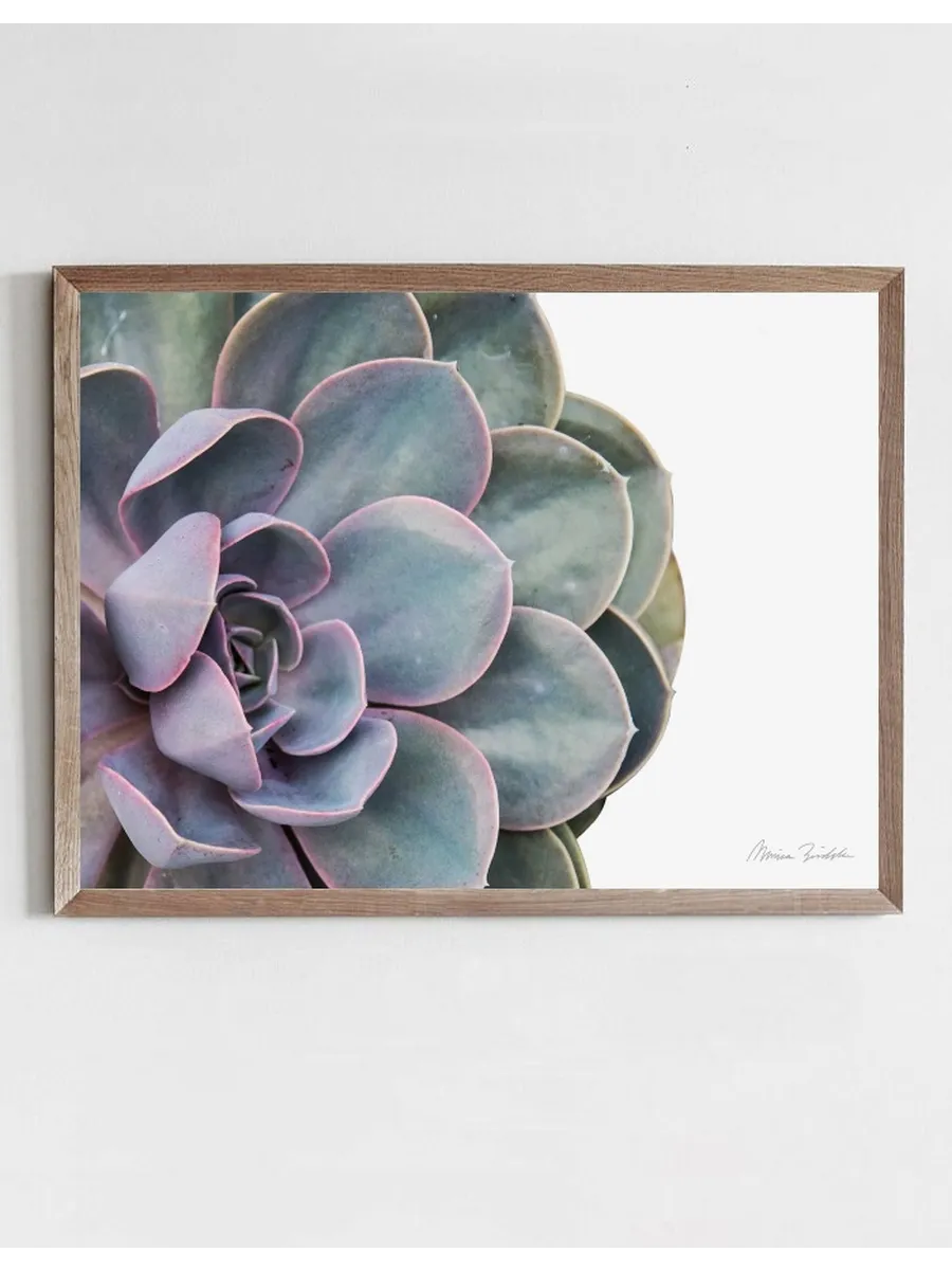 Succulent Pearl of Nurnberg