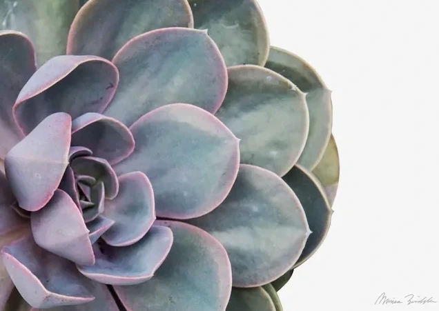Succulent Pearl of Nurnberg