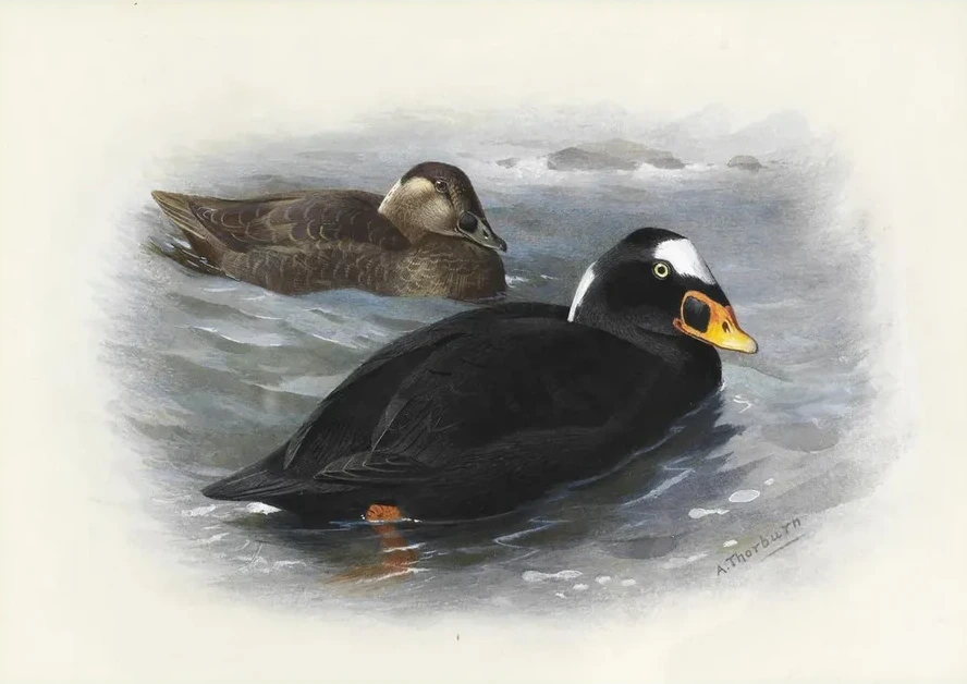 Surf Scoter