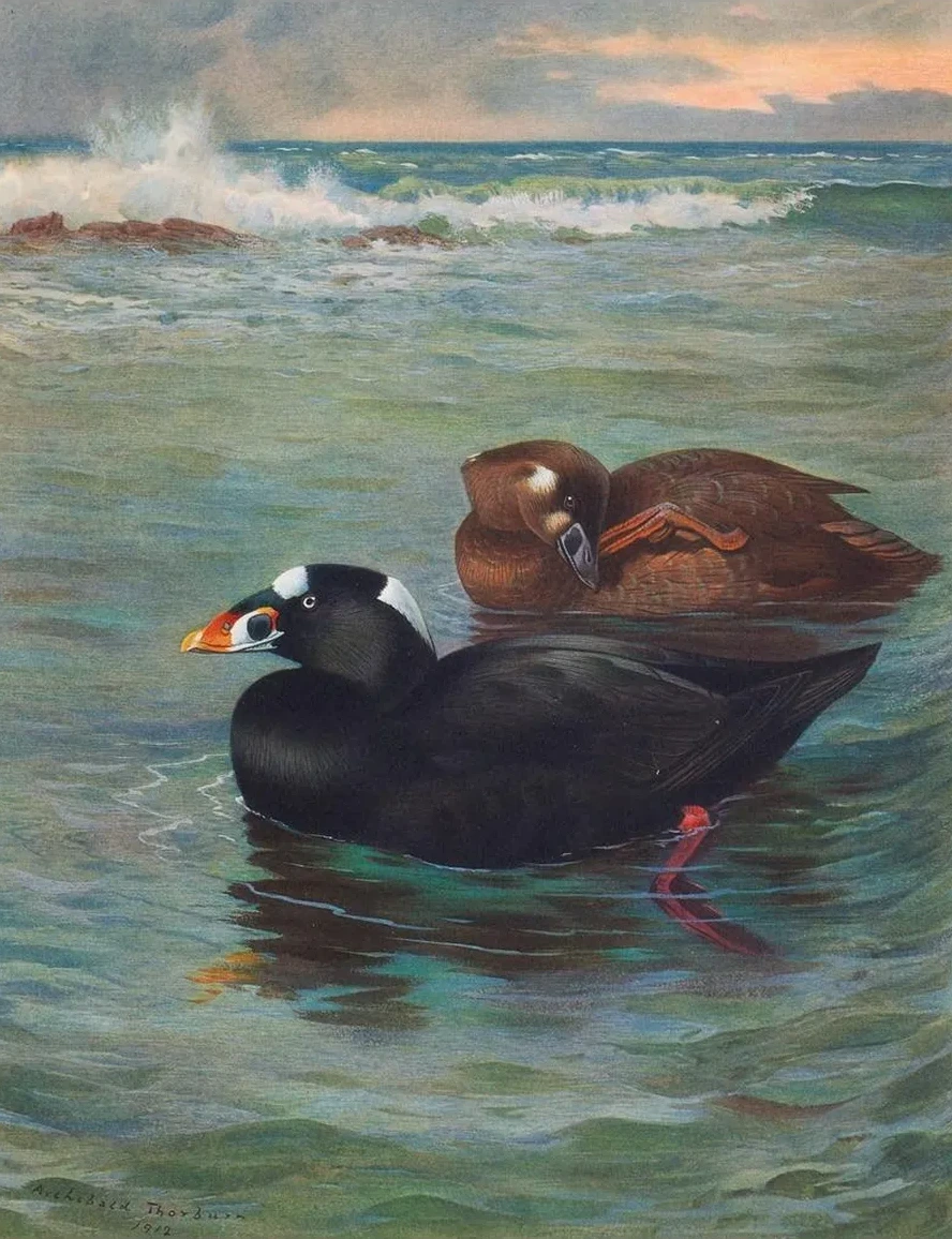 Surf - Scoter
