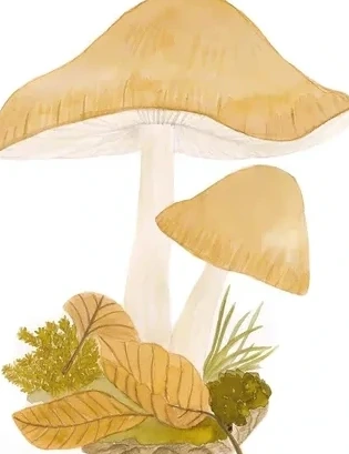 Svampe