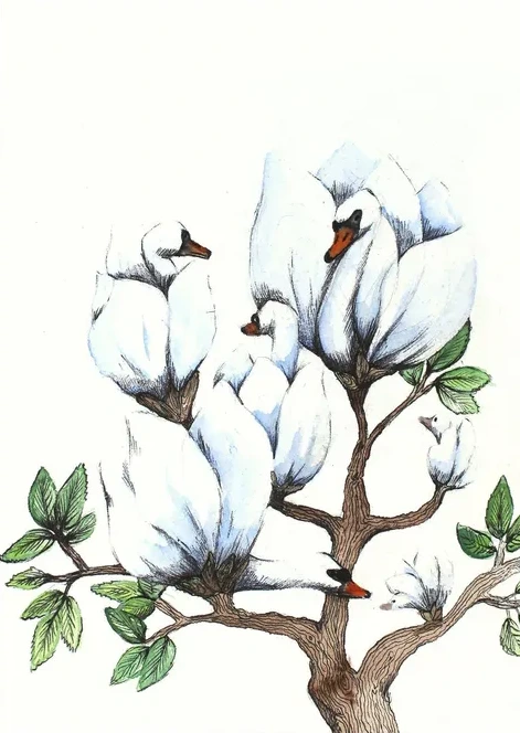 Swan Magnolia