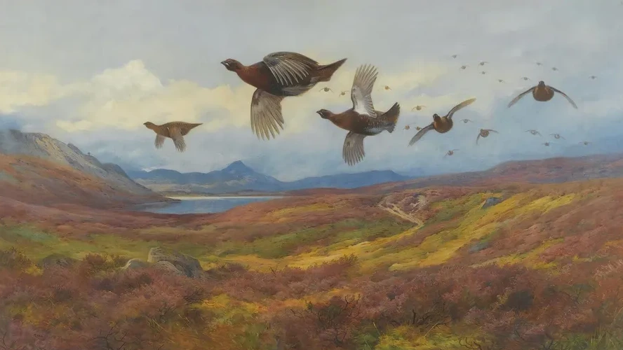 Swerving From The Guns - Red Grouse