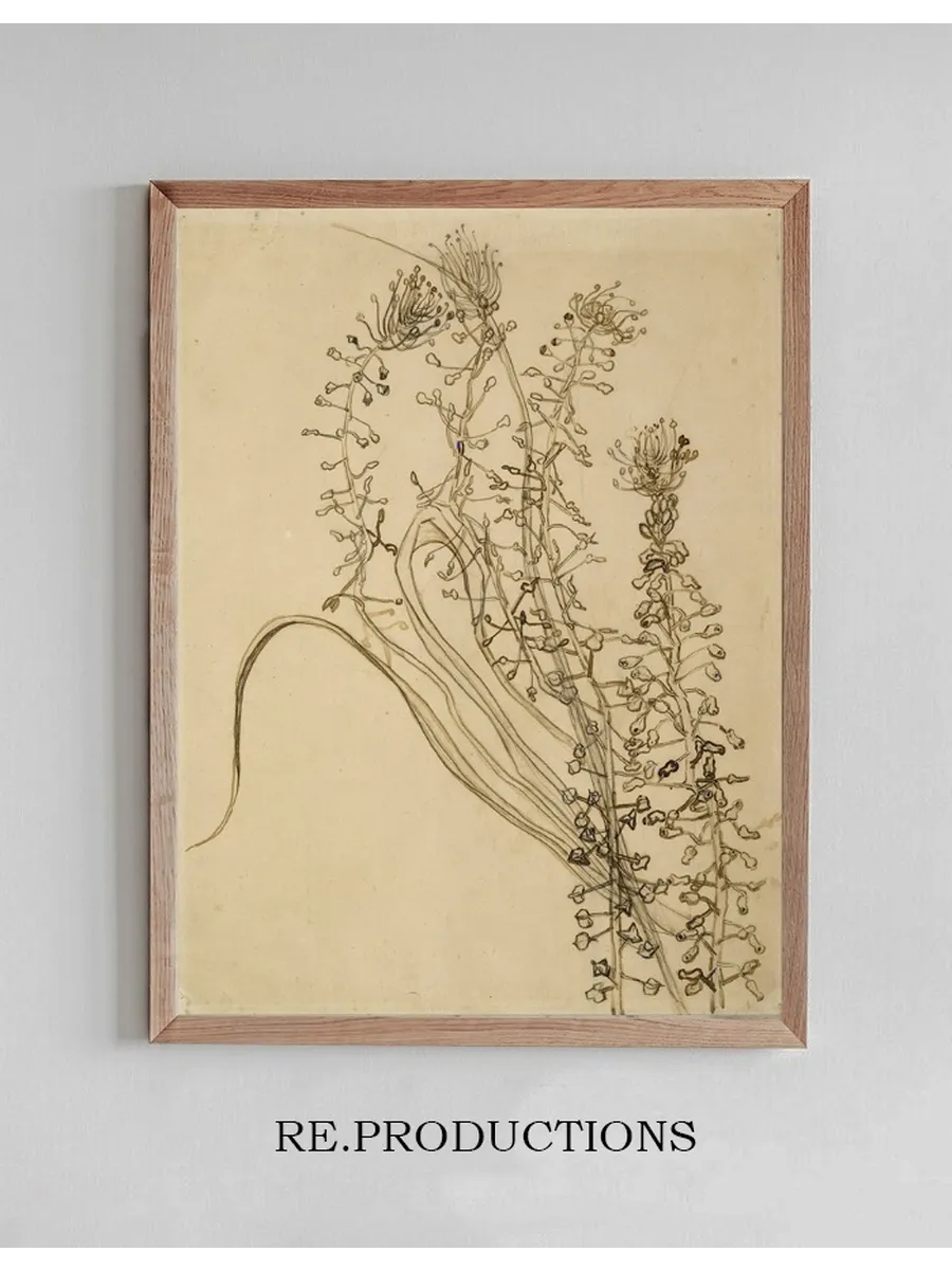 Tassel Hyancinth