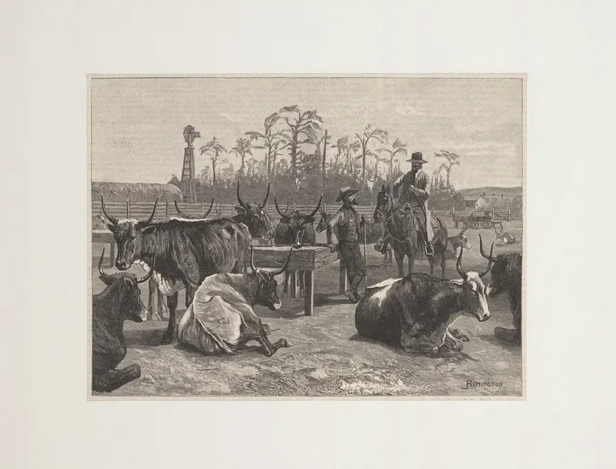 Texan Cattle in Kansas Corn Corral