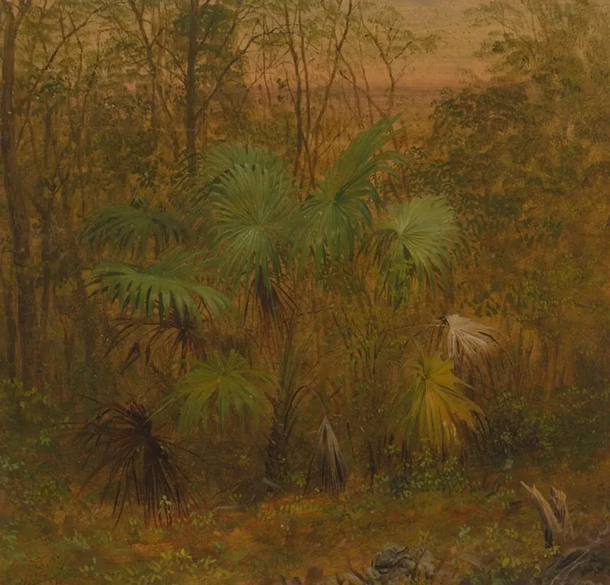 Thatch Palm, Jamaica