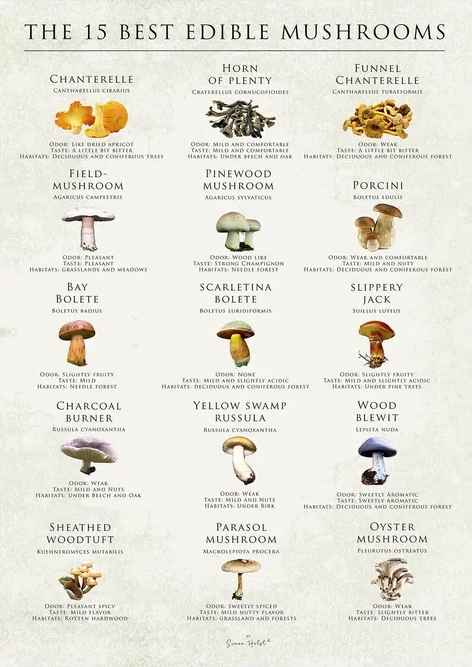 The 15 Best Edible Mushrooms