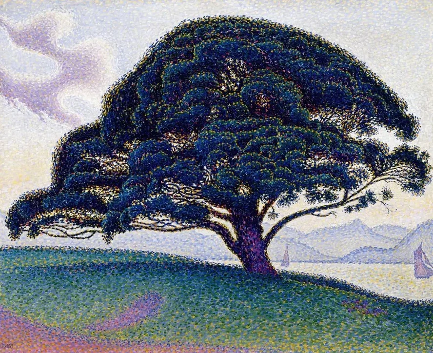 The Bonaventure Pine