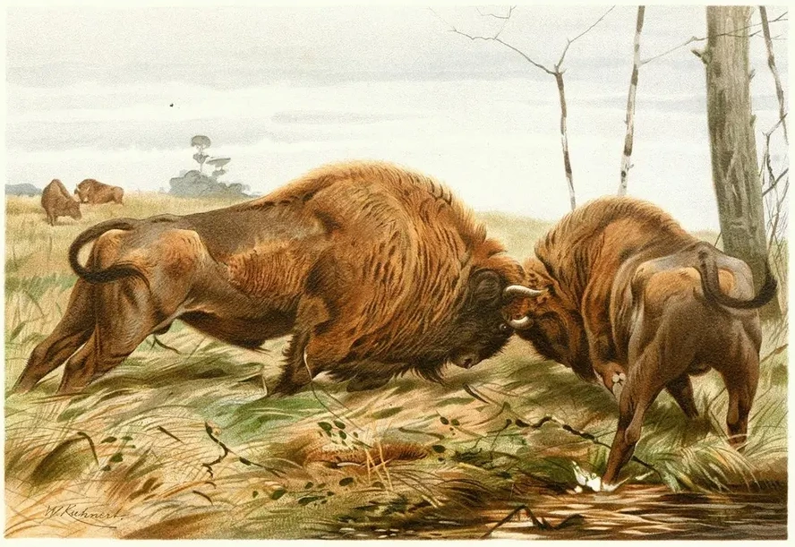 The European Bison