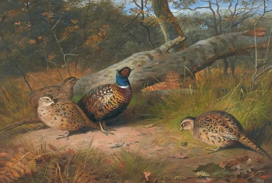 The Fallen Beech - A Cock And Three Hen Pheasants With A Wasp