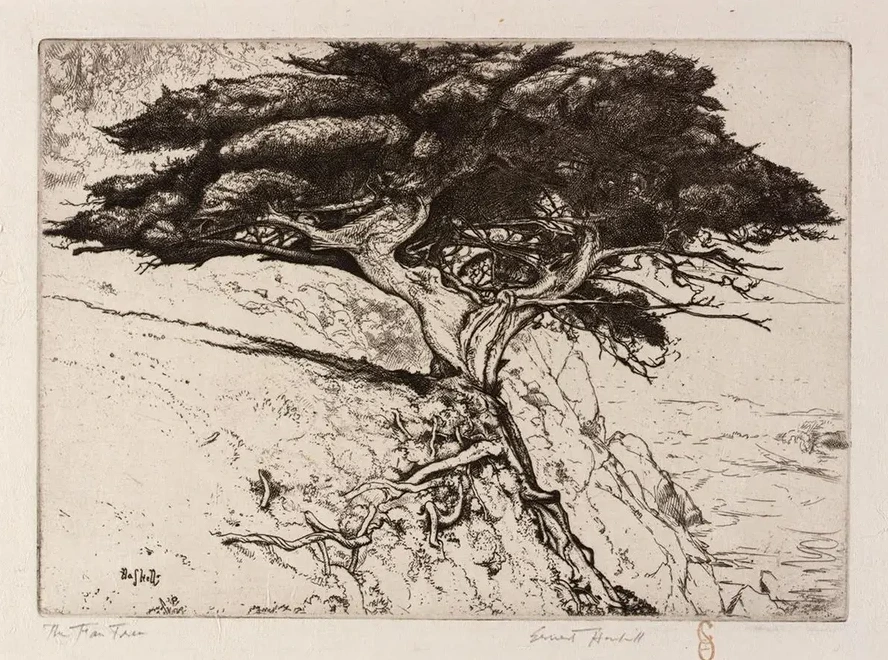 The Fan Tree