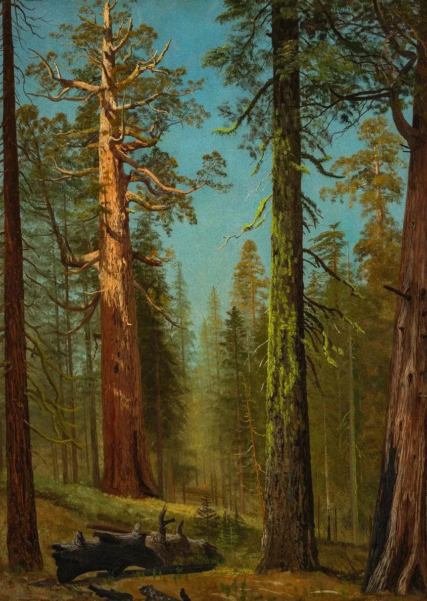 The Grizzly Giant Sequoia, Mariposa Grove, California