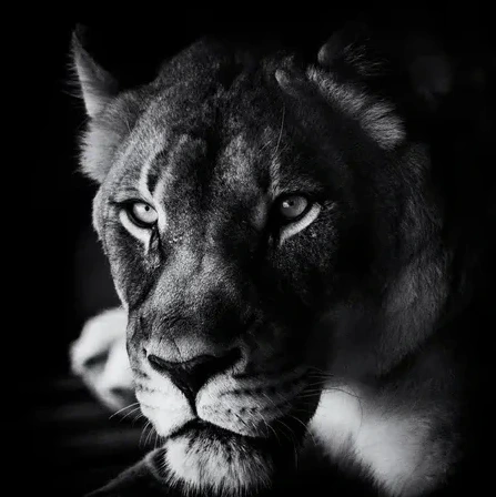The Look