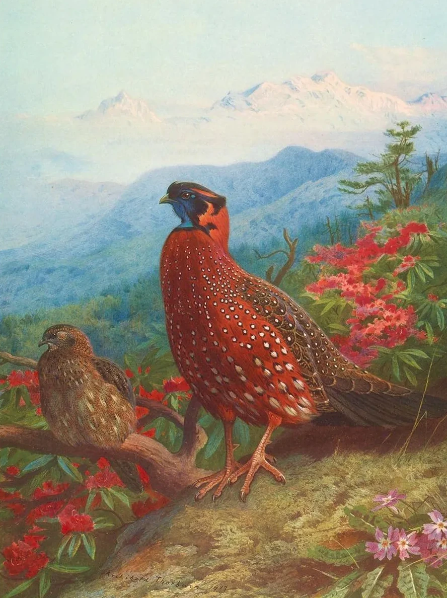 The Satyr Tragopan