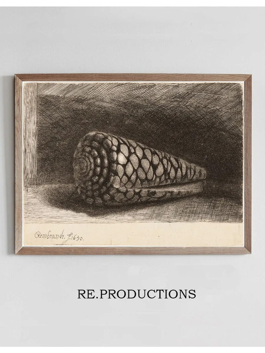 The Shell (Conus Marmoreus)
