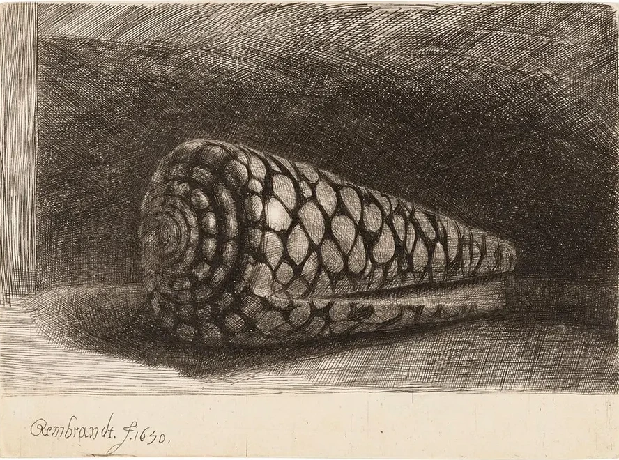 The Shell (Conus Marmoreus)