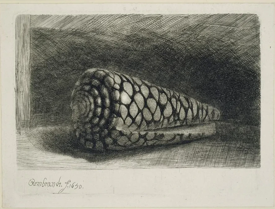 The Shell