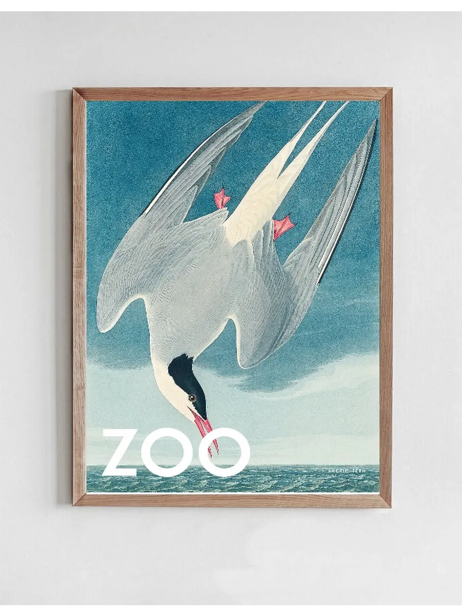 The Zoo Collection Arctic Tern Edt. 002