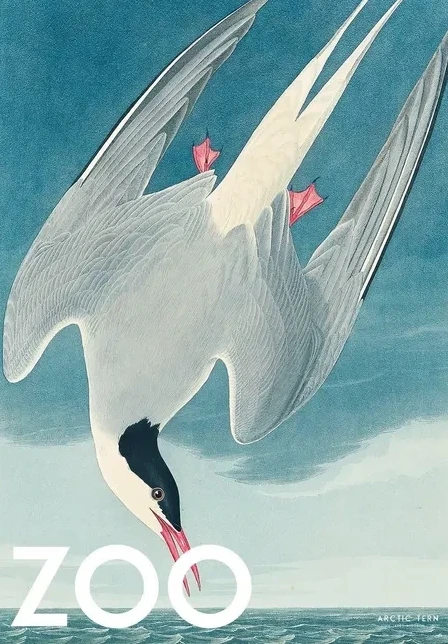 The Zoo Collection Arctic Tern Edt. 002