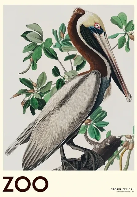 The Zoo Collection Brown Pelican Edt. 001