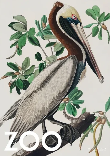 The Zoo Collection Brown Pelican Edt. 002
