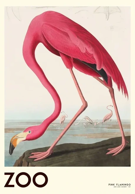 The Zoo Collection Pink Flamingo Edt. 001