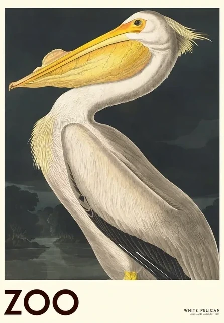 The Zoo Collection White Pelican Edt. 001