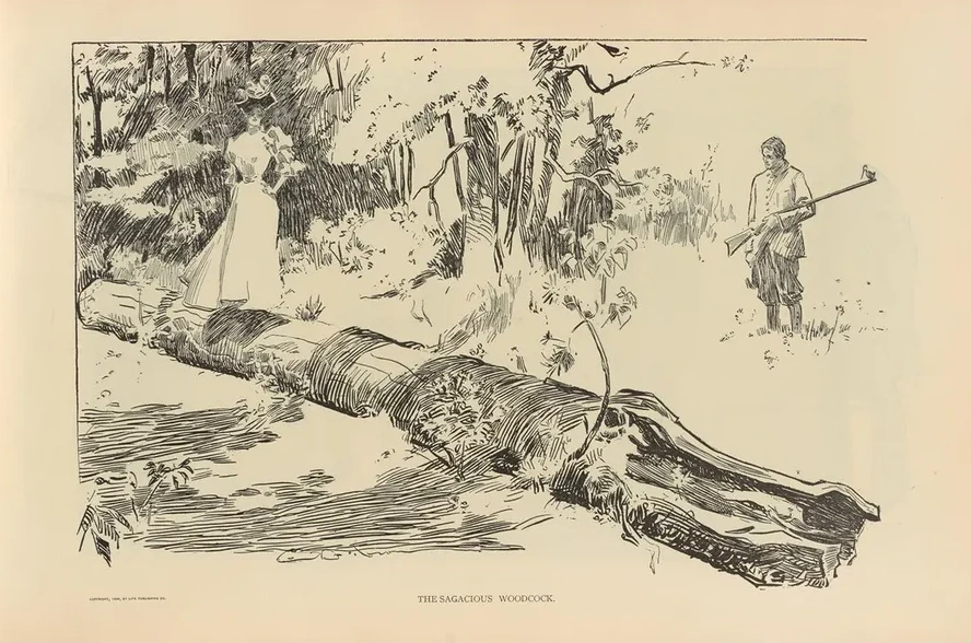 The Sagacious Woodcock
