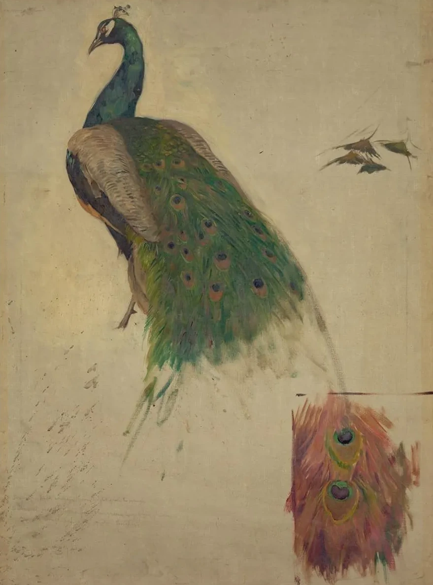 The Sciences, Study for Peacock in Tympanum