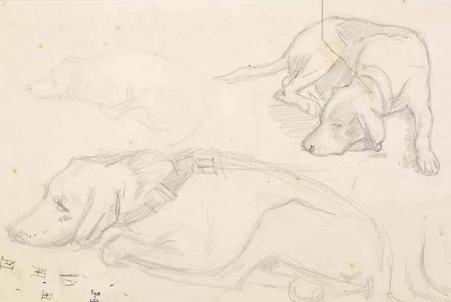 Three Studies of a Sleeping Dog