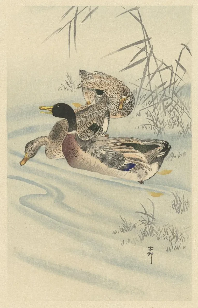 Three Ducks in Shallow Water with Reed