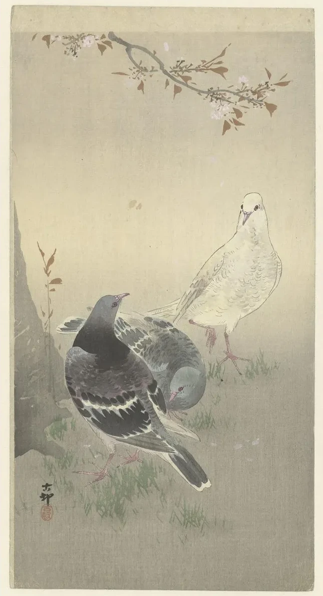 Three Tame Pigeons