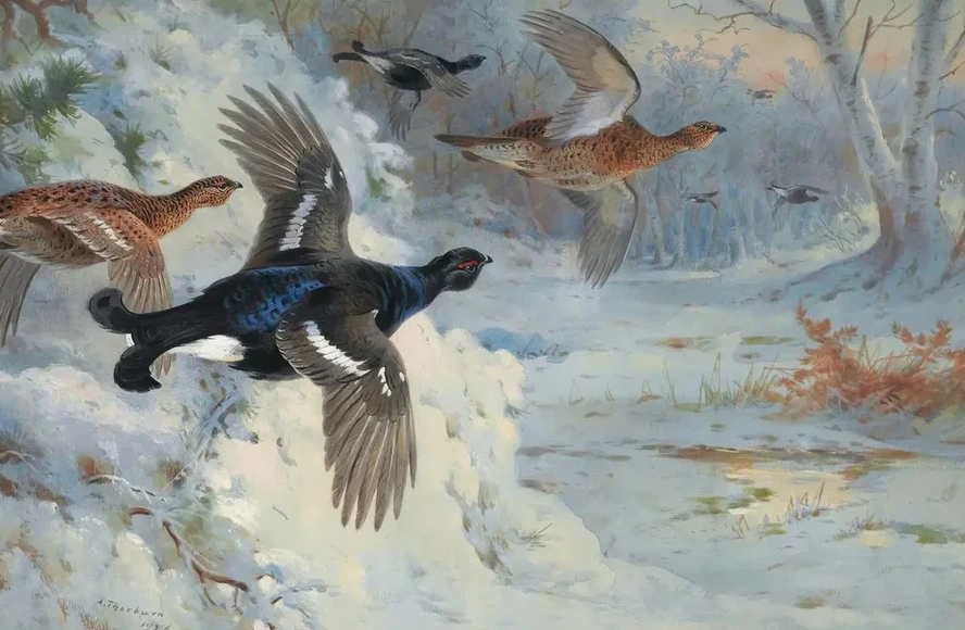 Through The Snowy Coverts - Blackgame