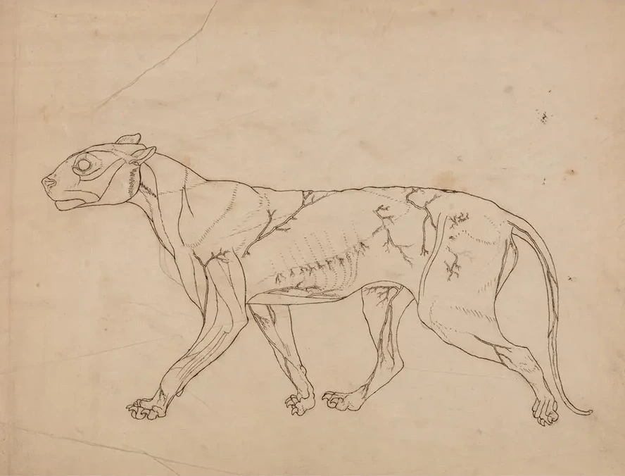 Tiger Body, Lateral View