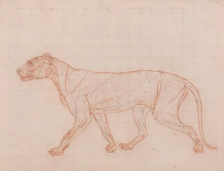Tiger Body, Lateral View