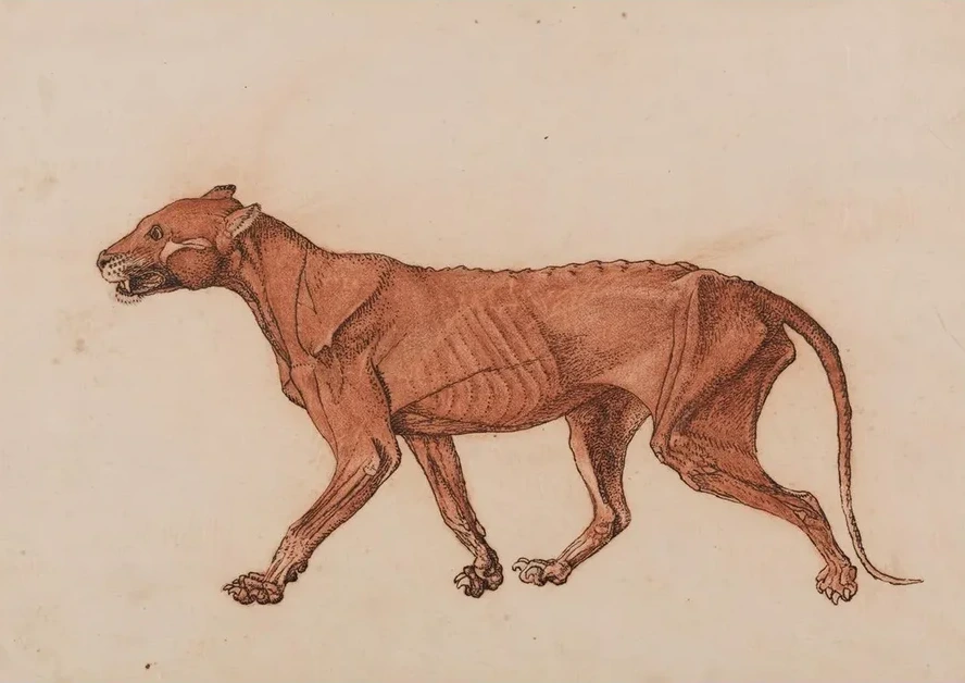 Tiger Body, Lateral View
