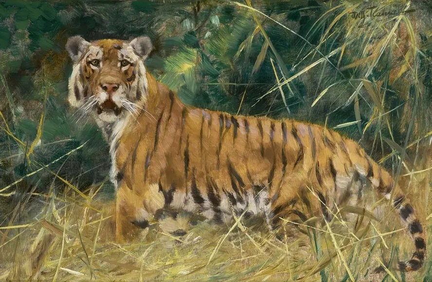 Tiger on the Alert
