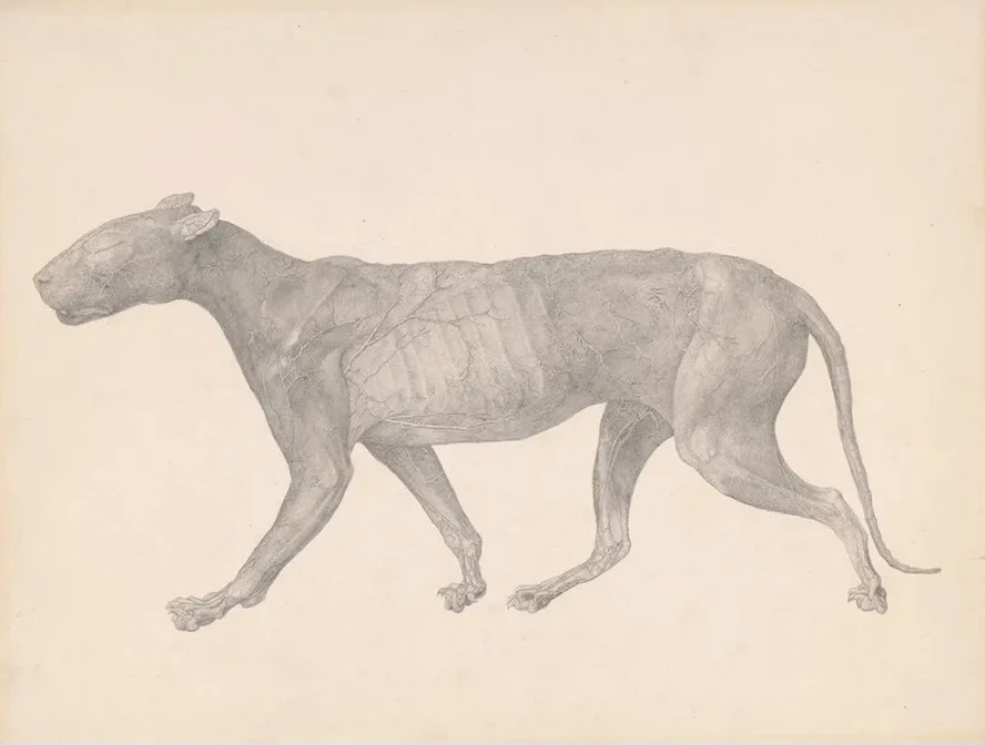 Tiger, Lateral View, with Skin and Tissue Removed