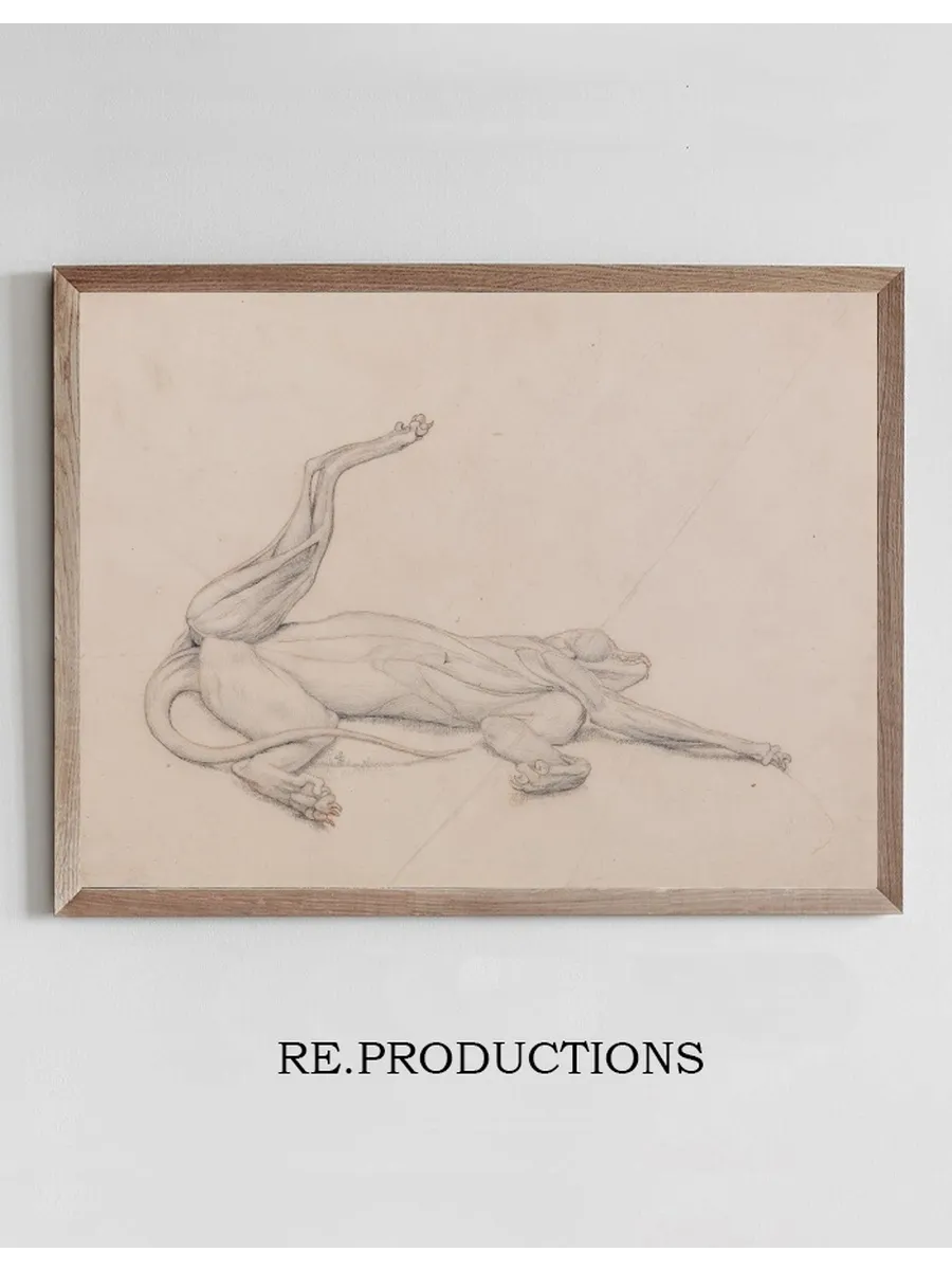 Tiger, Recumbent, Viewed Ventrally