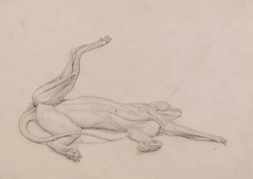 Tiger, Recumbent, Viewed Ventrally