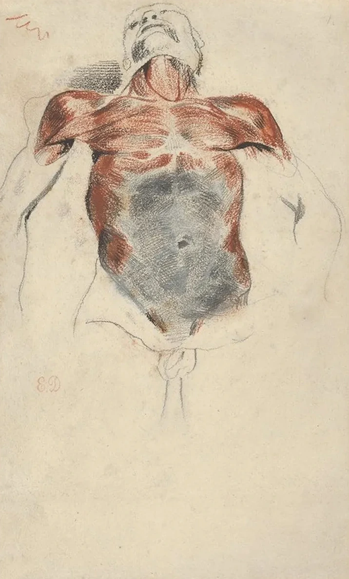 Torso of a Male Cadaver