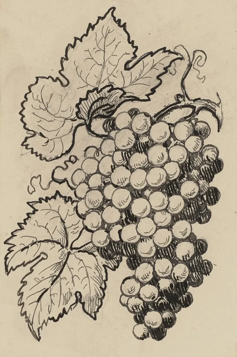 Traube