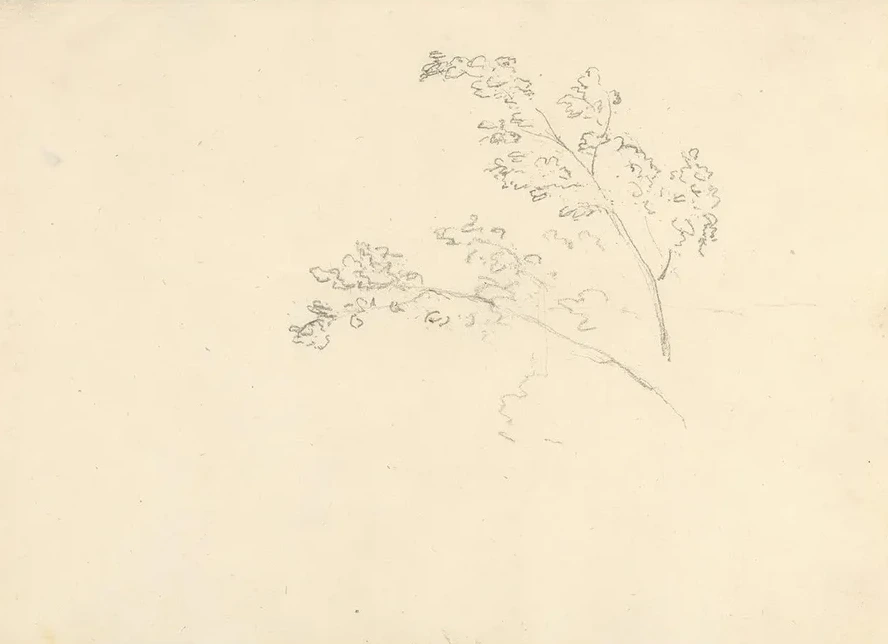 Tree Branches