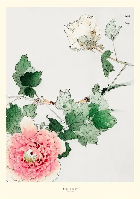 Tree Peony