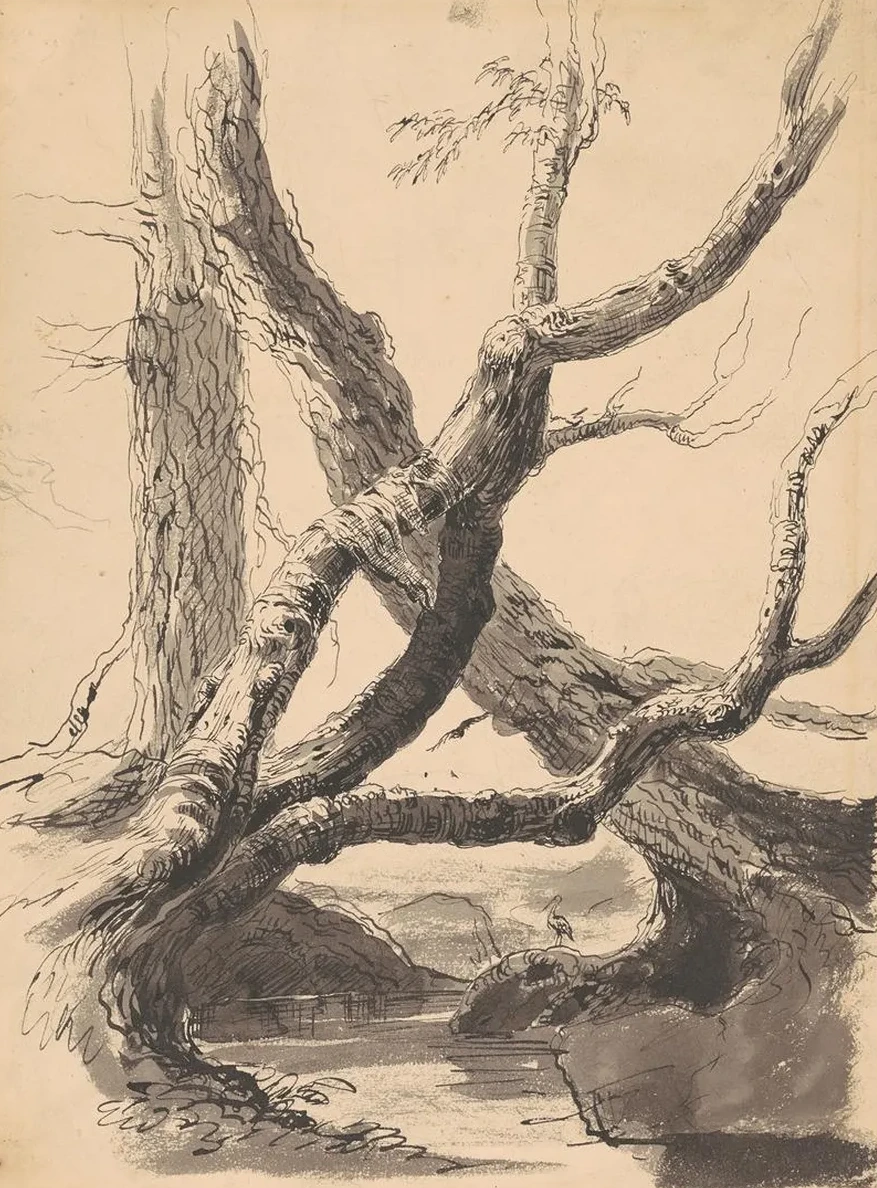 Tree Trunks